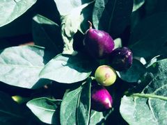 -迪茵湖田家舍生态农场