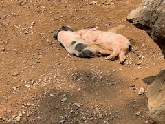 -石家庄市动物园