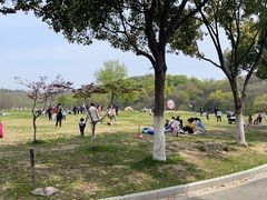 -羊山湖公园