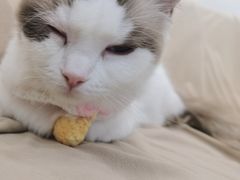 -怪兽屋·羊驼·猫咖·狗咖(俊华广场店)