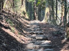 -天目山大树王景区