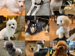 -more than meow吴止猫主题餐厅(承德 中船汇店)