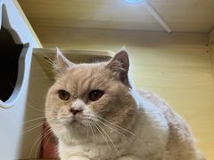-猫宠乐园·专业洗护