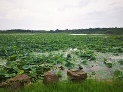 -上海海湾国家森林公园