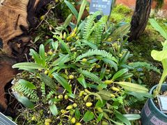 -国家植物园南园