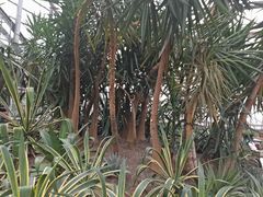 -南山植物园