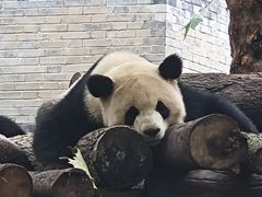 -都江堰中华大熊猫苑