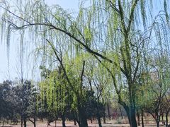 -绿堤公园