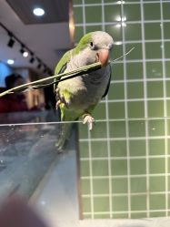 -Moni星球萌宠·小马宝莉·灵蛇·高端高阶全萌宠互动体验俱乐部(红豆国际广场店)