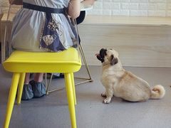 -喜柴咖啡·柴犬狗咖
