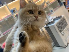 -lincat·猫舍(广州店)