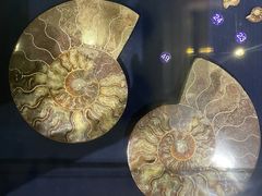 -青岛贝壳博物馆