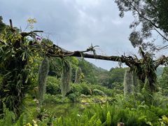 -深圳仙湖植物园