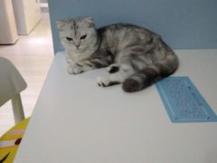 -喵的天空名猫咖啡馆·撸猫·猫舍·用品