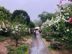 -铁山坪森林公园