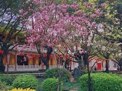 -广东圆玄道观