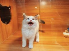 -猫十亿·布偶金渐层·曼基康矮脚猫舍(青年路店)