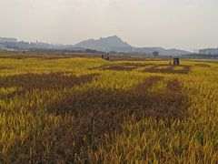 -光明小镇欢乐田园