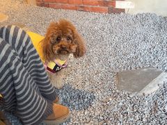 -J Create城市露营咖啡·简餐·宠物(上海动物园店)