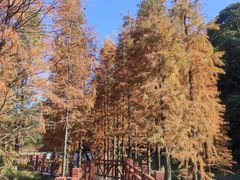 -广州市石门国家森林公园