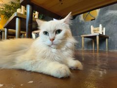 -猫猫幼稚园·撸猫·桌游·电玩
