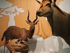 -陕西自然博物馆