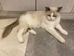 -猫小院猫主题餐厅(三里屯店)