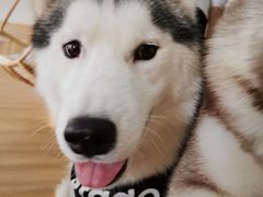 -Husky Go! 哈士奇体验馆·宠物咖啡厅狗咖