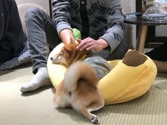 -逗柴咖啡屋·狗咖猫咖宠物桌游