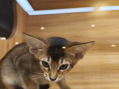 -猫十亿·布偶金渐层·曼基康矮脚猫舍(青年路店)