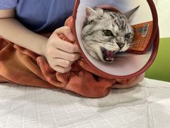 -艾吉宠物医院·疑难杂症转诊中心·猫友好(碧江路院)