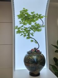 -章光101防脱养发荟