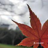 红枫
