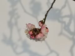 -颐和园