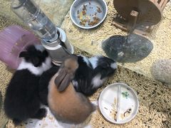 -momokira米努特·德文卷毛猫·棉花面纱犬