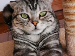 -Catmate·猫肥家润(金润铂宫店)