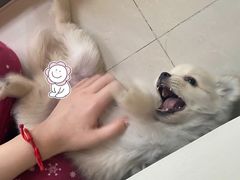 -关爱宠物医院·猫科中心·消化科(滨湖万达分院)