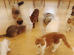 -Let's go狗咖·猫咖·奶狗·桌游(春熙路IFS店)