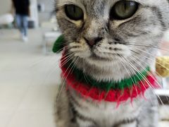 -怪兽屋·羊驼·猫咖·狗咖(俊华广场店)