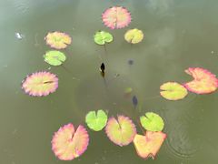 -国家植物园南园