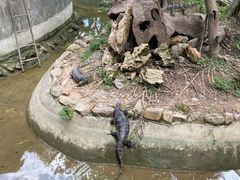 -野象谷景区