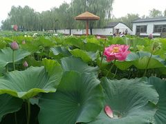 -白洋淀景区