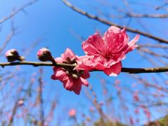-桃花涧
