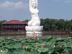 -荷塘月色湿地公园·向阳花洲