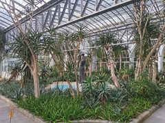 -深圳仙湖植物园