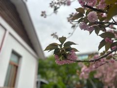 -嘉定紫藤园