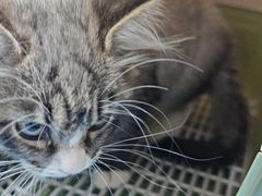 -瑞派·关忠动物医院·猫专科·犬专科(三环新城店)