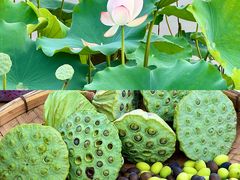 -苏家围·东江画廊旅游景区