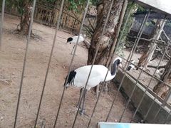 -深圳野生动物园