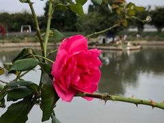 -鹅湖玫瑰文化园